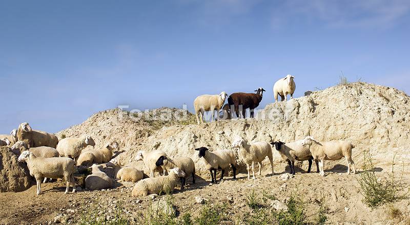 Mediterane Schafherde an einem Erdhaufen