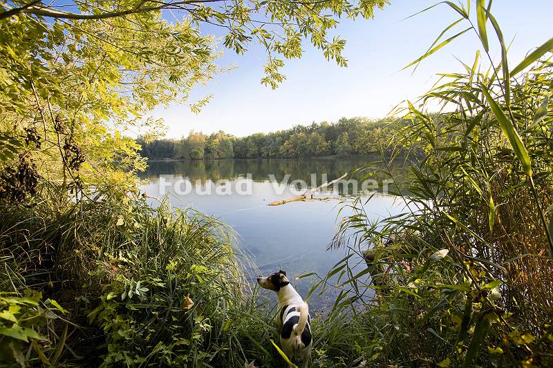 Hund steht neugierig am Ufer eines Sees