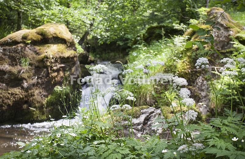 Wildbach in verwildertem Waldabschnitt mit Findlingen