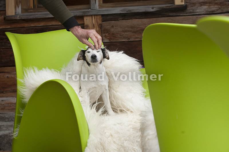 Entspannter Hund wird auf auf einem Sessel gestreichelt