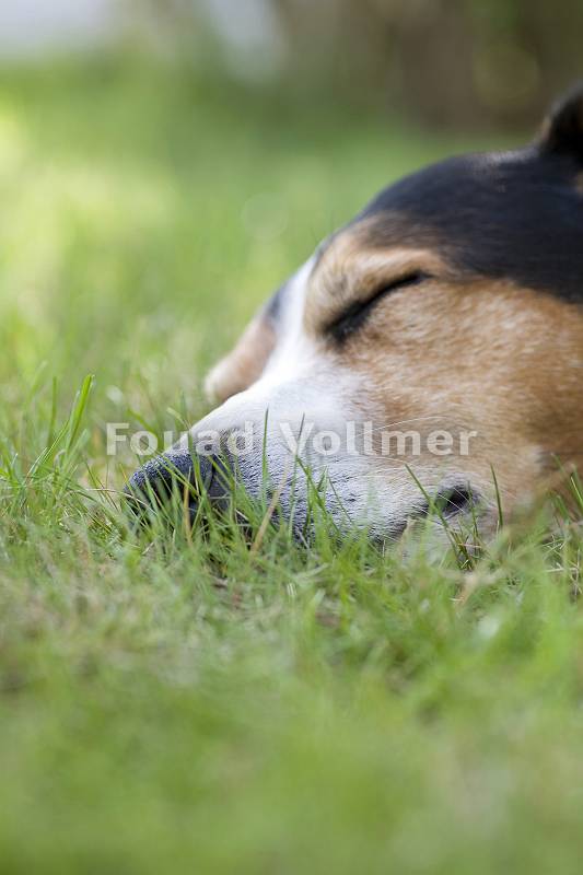 Entspannt schlafender Hund im Gras