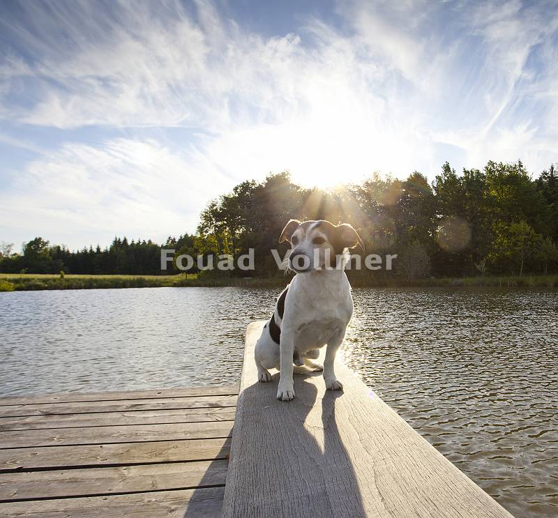 pictol-621-jack-russell-an-ufer
