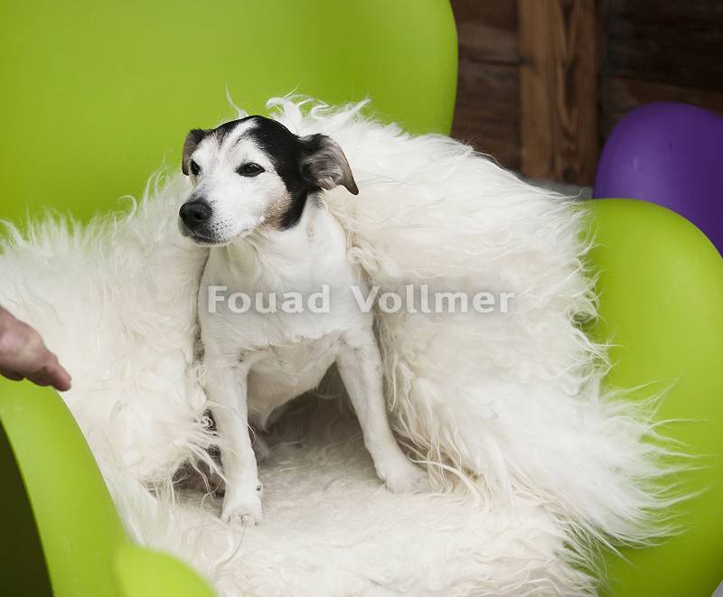 Majestätisch auf Fell thronender Hund in einem Sessel