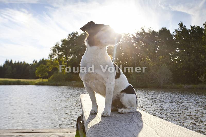 pictol-622-jack-russell-an-ufer