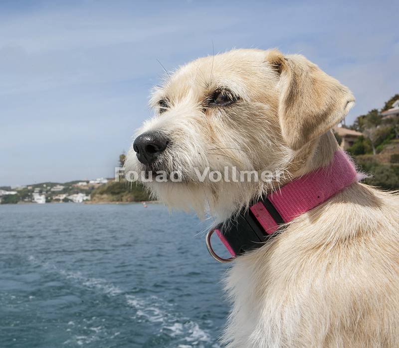 West Highland Terrier Mischling auf Reisen am Meer