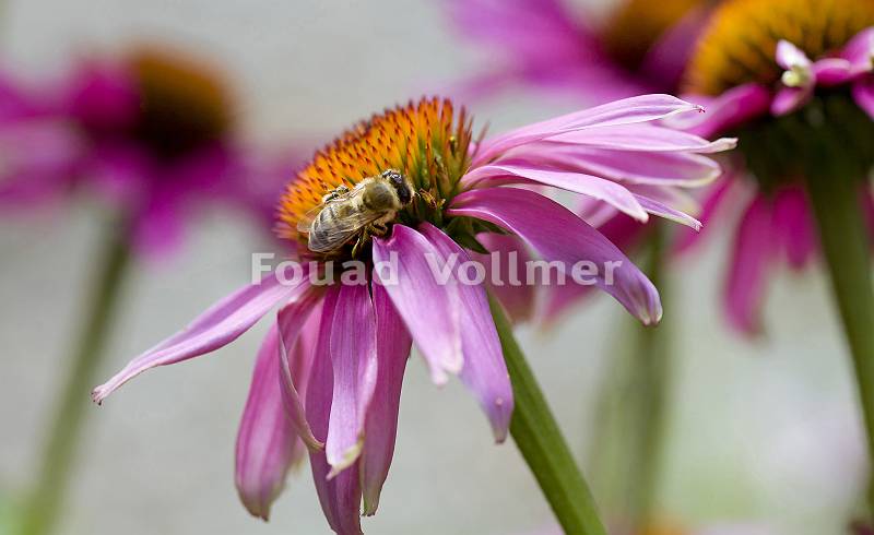 Biene sammelt Nektar auf Echinaceablüte