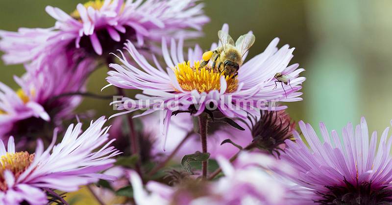 Biene sammelt Nektar auf Aster