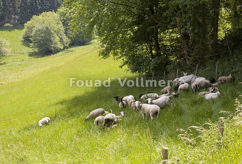 Grasende Schafe und Ziegen im Schatten eines Waldes