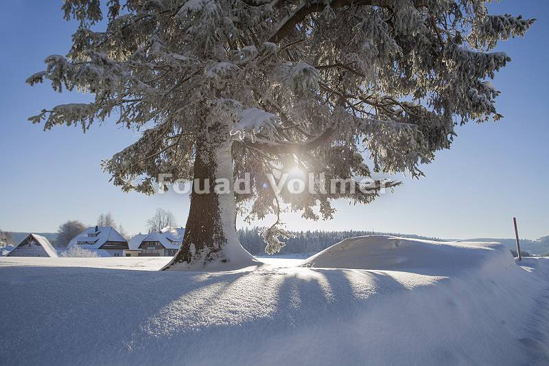 Sonnige Schneelandschaft mit Baum
