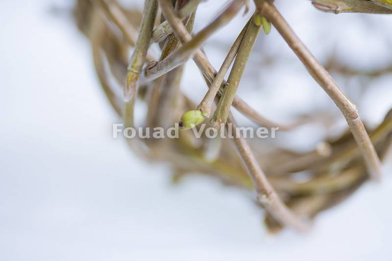 Fotografie einer Flechtkugel aus Zweigen vor weißem Hintergrund