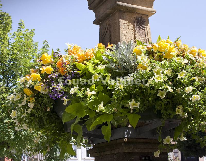 Blumenschmuck am Marktbrunnen