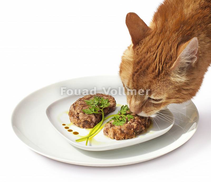 Katze frisst Futter in Nierenform